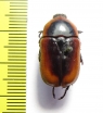 Micropoecila cincta  Australia - INSECTS-STORE.RU