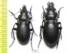 Carabus (Eupachus) glyptopterus, pair  China - INSECTS-STORE.RU