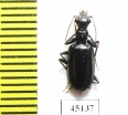 Carabidae sp.  Indonesia, Papua - INSECTS-STORE.RU