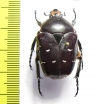 Plaesiorrhina ochreata  Madagascar - INSECTS-STORE.RU