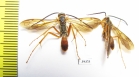 Hymenoptera sp.  Malaysia, Borneo - INSECTS-STORE.RU
