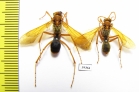 Hymenoptera sp.  Malaysia, Borneo - INSECTS-STORE.RU