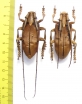 Sarothrocera lowii, pair  Indonesia, Sumatra - INSECTS-STORE.RU