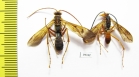 Hymenoptera sp.  Malaysia, Borneo - INSECTS-STORE.RU
