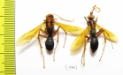 Hymenoptera sp.  Malaysia, Borneo - INSECTS-STORE.RU