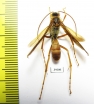Hymenoptera sp.  Malaysia, Borneo - INSECTS-STORE.RU