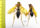 Hymenoptera sp.  Malaysia, Borneo - INSECTS-STORE.RU
