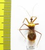 Hemiptera sp.  Indonesia, Papua - INSECTS-STORE.RU