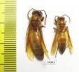 Hymenoptera sp.  Malaysia, Borneo - INSECTS-STORE.RU