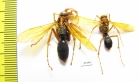 Hymenoptera sp.  Malaysia, Borneo - INSECTS-STORE.RU