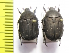 Protaetia morio, pair  France - INSECTS-STORE.RU