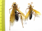 Hymenoptera sp.  Malaysia, Borneo - INSECTS-STORE.RU