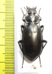 Calosoma macrum  USA - INSECTS-STORE.RU