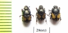 Onthophagus leucomelas, pair  Uzbekistan - INSECTS-STORE.RU