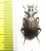 Calosoma imbricatum hottentotum  South Africa Rep. - INSECTS-STORE.RU