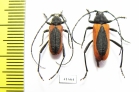 Purpuricenus kaehleri, pair  Russia, Volgograd reg. - INSECTS-STORE.RU