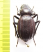 Ocnera pilicollis   Kazakhstan - INSECTS-STORE.RU