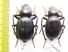 Ocnera pilicollis   Kazakhstan - INSECTS-STORE.RU