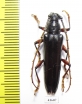 Cerambycidae sp.  Costa Rica - INSECTS-STORE.RU