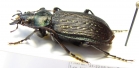 Calosoma sp.  Venezuela - INSECTS-STORE.RU