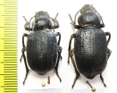 Trigonoscelis seriata, pair  Tajikistan - INSECTS-STORE.RU