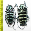 Anoplophora graafi, pair  Indonesia, Sumatra - INSECTS-STORE.RU