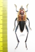 Pachyteria equestris  Indonesia, Sumatra - INSECTS-STORE.RU