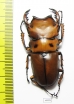 Homoderus mellyi  Cameroon 51mm - INSECTS-STORE.RU