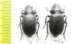 Sternoplax sp., pair  Kazakhstan - INSECTS-STORE.RU
