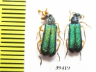 Cerocoma bodemeyeri, pair  Iran, Isfahan prov. - INSECTS-STORE.RU