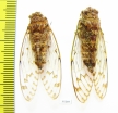 Homoptera sp.  Malaysia, Borneo - INSECTS-STORE.RU