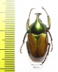 Phaedimus meridionalis  Philippines - INSECTS-STORE.RU