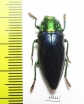 Chrysodema walkeri horaki  Indonesia, Leti isl. - INSECTS-STORE.RU
