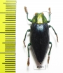Chrysodema walkeri horaki  Indonesia, Leti isl. - INSECTS-STORE.RU