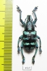 Eupholus linnei  Indonesia, Kei Besar - INSECTS-STORE.RU