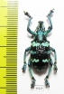 Eupholus linnei  Indonesia, Kei Besar - INSECTS-STORE.RU