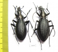 Carabus (Acoptolabrus) gehinii, pair  Japan - INSECTS-STORE.RU