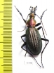 Carabus (Acoptolabrus) gehinii  Japan - INSECTS-STORE.RU