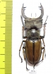 Lucanus delavayi  China, Yunnan prov. - INSECTS-STORE.RU