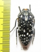 Julodis humeralis  South Africa Rep. - INSECTS-STORE.RU