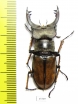Lucanus delavayi  China, Yunnan prov. - INSECTS-STORE.RU