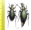 Carabus (Acoptolabrus) gehinii, pair  Japan - INSECTS-STORE.RU