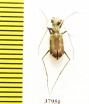 Cylindera sublacerata  Tajikistan - INSECTS-STORE.RU