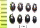 Chrysomelidae sp.  Kazakhstan - INSECTS-STORE.RU