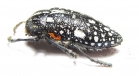 Julodis humeralis  South Africa Rep. - INSECTS-STORE.RU