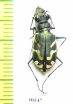 Cicindela latesignata  USA - INSECTS-STORE.RU