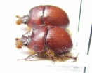 Bolbelasmus unicornis, pair  Czech Rep. - INSECTS-STORE.RU
