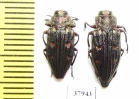 Chrysobothris chrysostigma, pair  Russia, Tver reg. - INSECTS-STORE.RU
