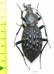 Carabus (Coptolabrus) pustulifer  China - INSECTS-STORE.RU