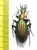 Carabus (Acoptolabrus) gehinii  Japan - INSECTS-STORE.RU